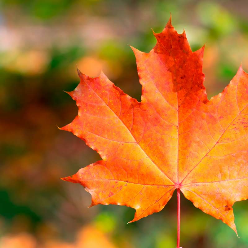 4 Ways to Use Autumn Leaves in Your Garden - Simply Helping
